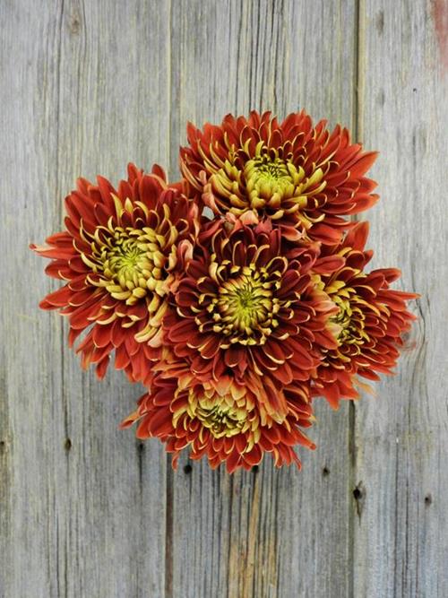Wholesale Blaze Bronze Football Mums Delivered Online FlowerFarm